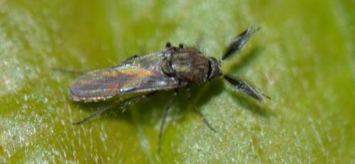 Réf. 340 463 : Dasyhelea sp.